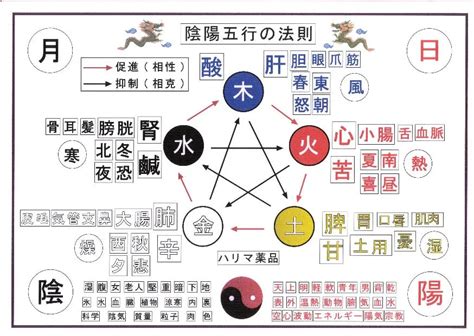 五行 體の部位